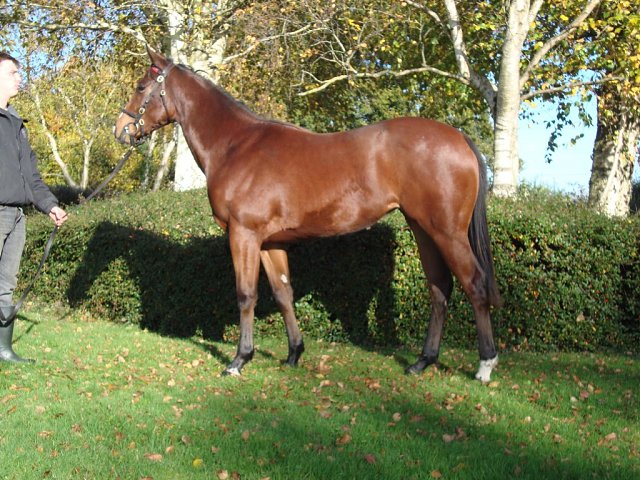 Little Bittern wins at Southwell on 17th January 2025