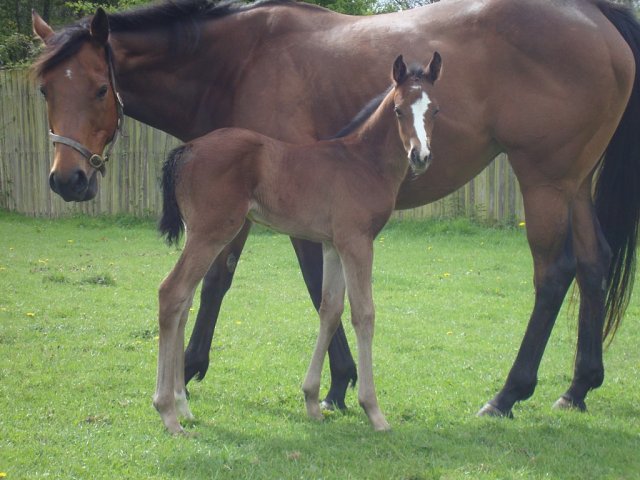 Little Bittern wins at Southwell on 17th January 2025