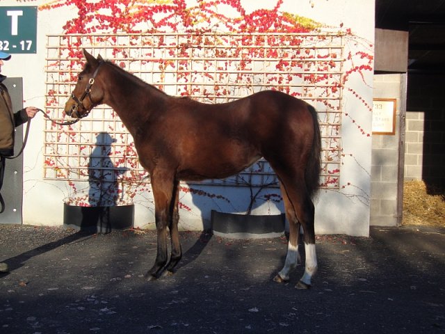 Little Miss Dynamo wins at Ripon on 5th July 2021