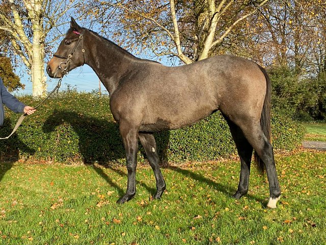 Little Sure Shot third at Fairyhouse on 8th July 2026