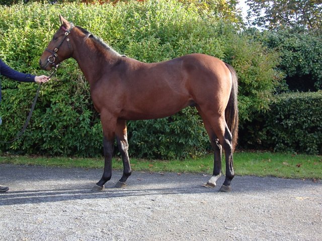 Lord Invictus wins at Sluzewiec, Poland on 4th July 2021