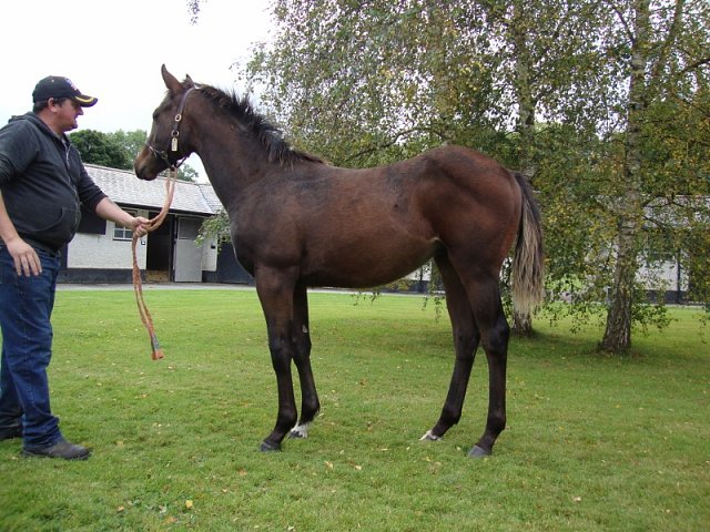 Louis Barthas 3rd on racecourse debut at Kempton on 15th November 2023