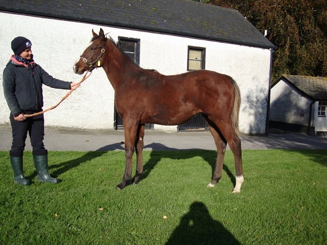 Lovely Mana second at Windsor on 6th June 2022