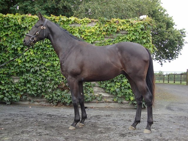 Lunch wins on racecourse debut