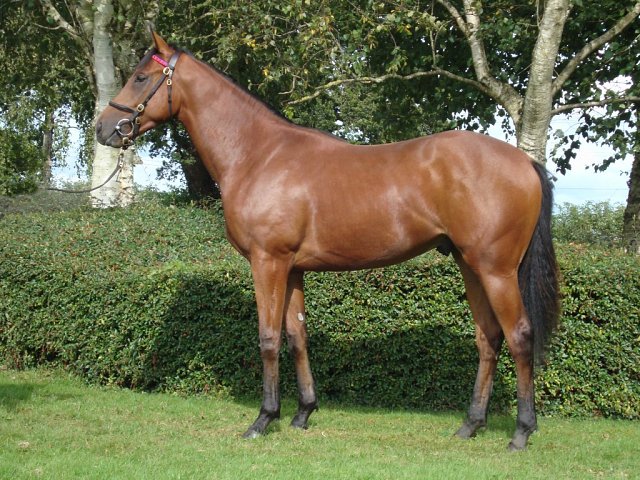 Macedonian second at Ayr on 10th August 2026