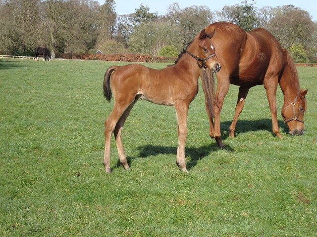 Macedonian wins at Kempton on 5th March 2025