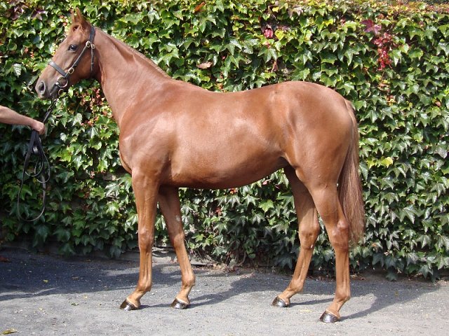 Magna Mater wins at Clairefontaine on 28th July 2020