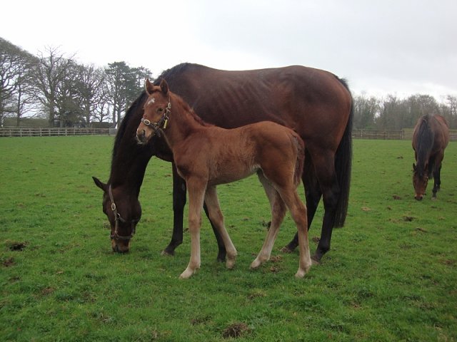 Magna Mater wins at Clairefontaine on 28th July 2020