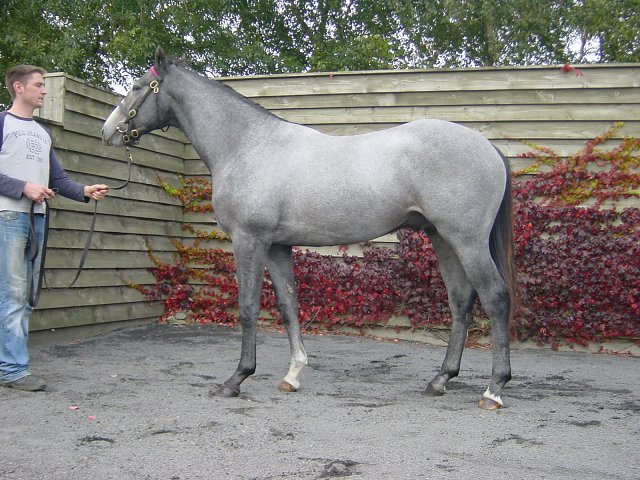 Magnetic Force wins at Wexford