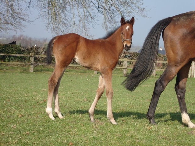 Magnolia Springs wins on racecourse debut at Newbury