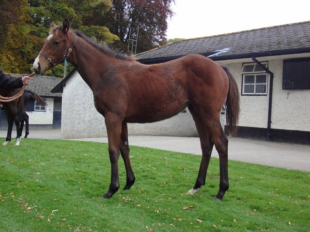 Malrescia third at Kempton on 3rd September 2022
