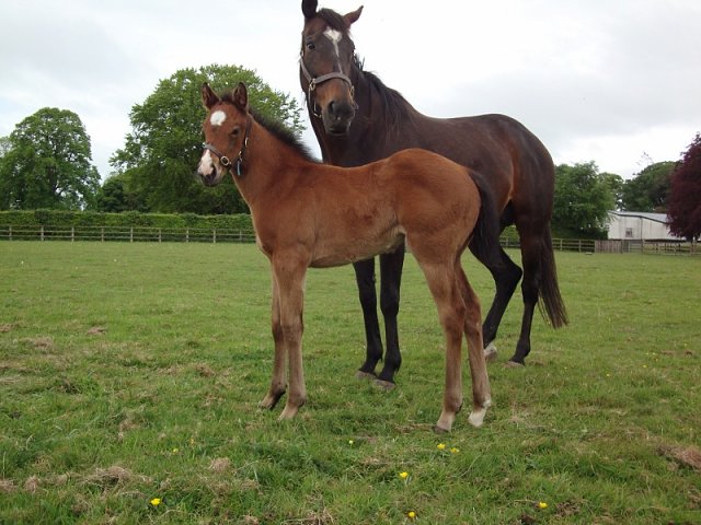 Malrescia second at Dundalk on 30th September 2022