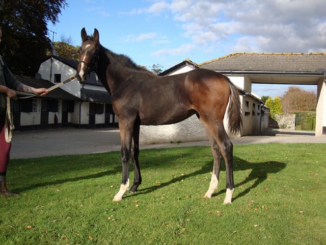 Manwal second at Ballinrobe on 21st June 2021