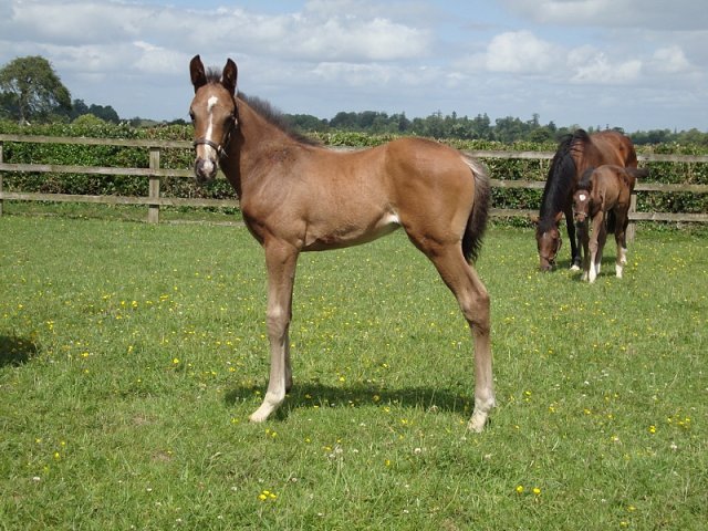 Manwal second at Ballinrobe on 21st June 2021