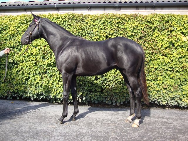 Marie's Diamond wins Listed Race on 28th July 2019