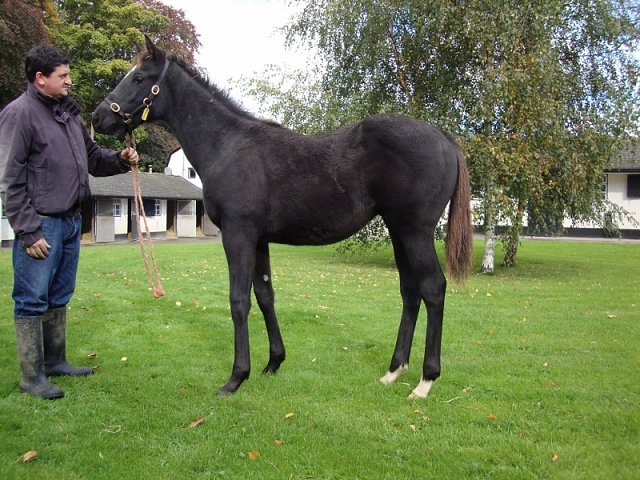 Marie's Diamond wins Listed Race on 28th July 2019