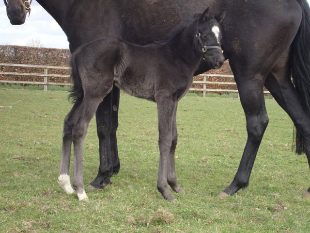 Marie's Diamond third in Listed Race at Newmarket on 31st October 2020