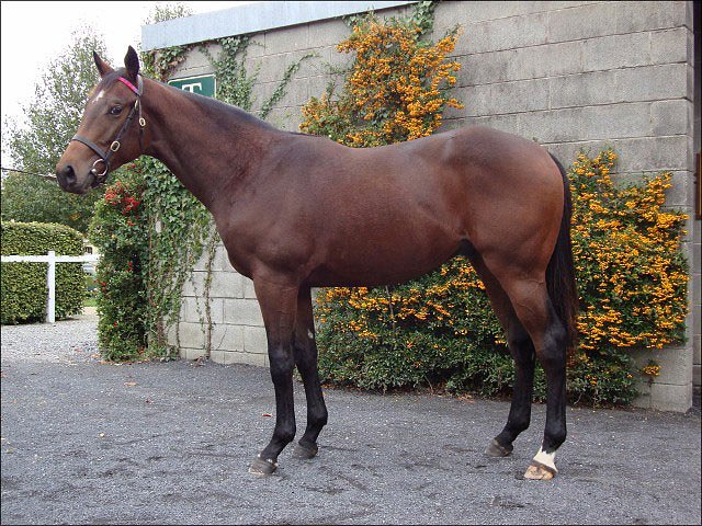 Mariner's Cross wins Wood Ditton Stakes on racecourse debut