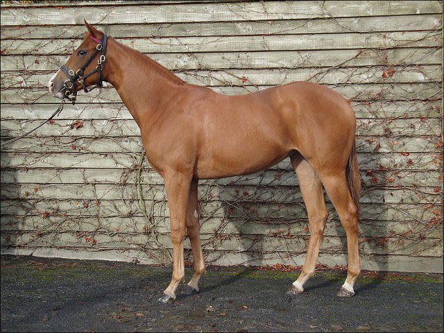 Marsh Daisy wins listed race at Goodwood