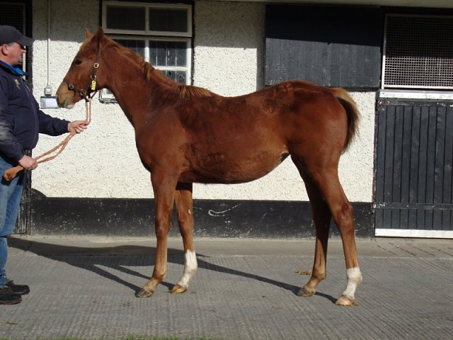 Mary Pickersgill third at Dundalk on 3rd November 2021
