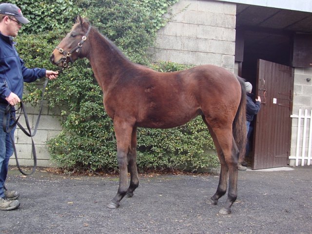 Masonic second on racecourse debut