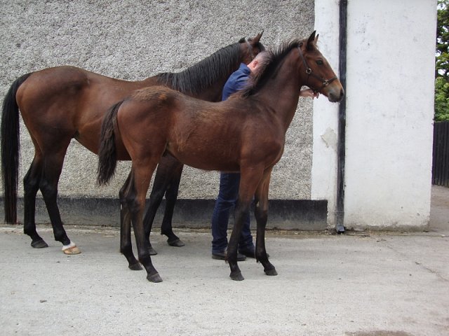 Masonic second on racecourse debut