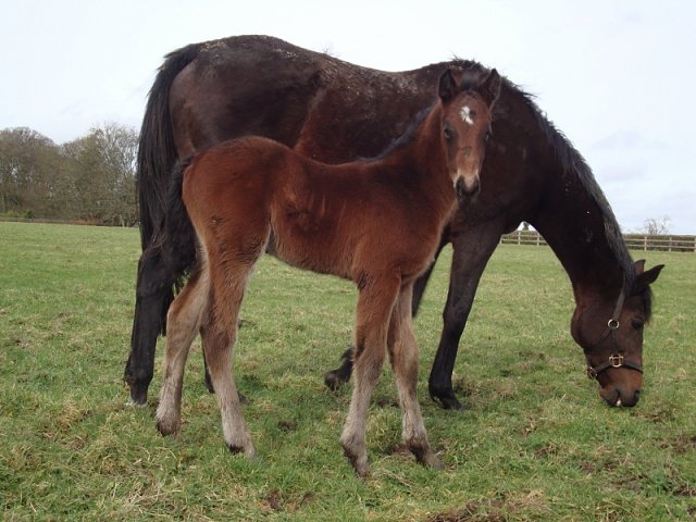 Masonic second on racecourse debut