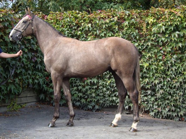 Master Spy third at Newcastle on 18th October 2019