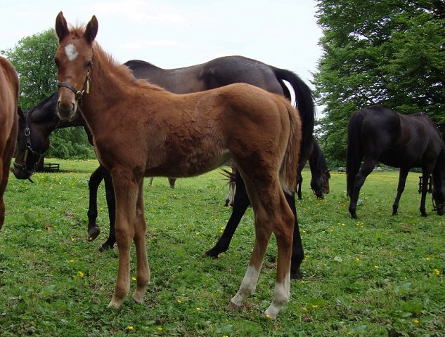 Masterwin wins Listed Race at San Siro on 11th October 2020