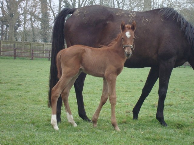 Masterwin wins Listed Race at San Siro on 13th June 2020