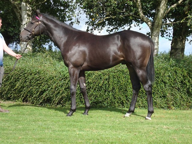 Matnookh wins at Al-Janadriah, KSA on 1st February 2024