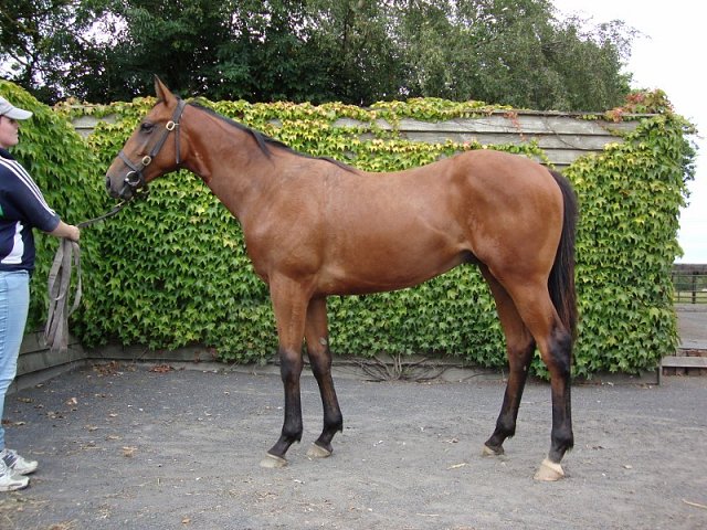 Merhoob second at Lingfield on 16th February 2019
