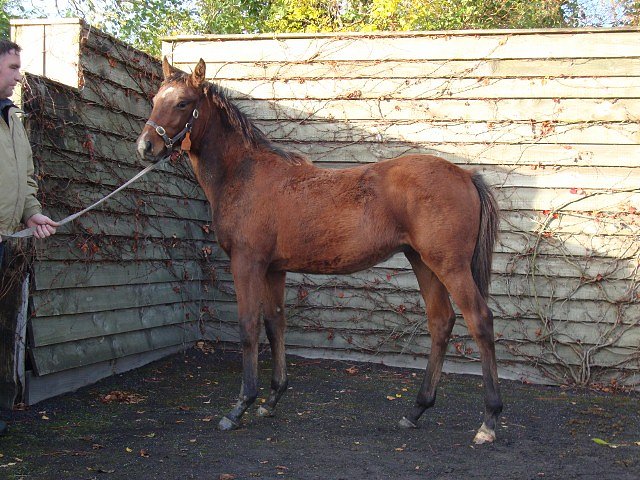 Merhoob second at Lingfield on 16th February 2019