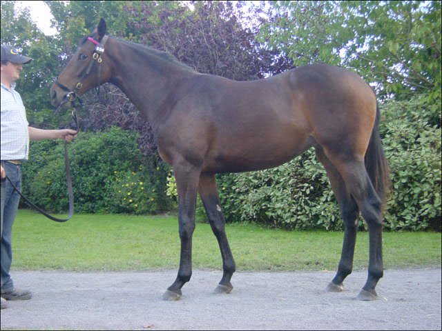 Minikin wins at Folkestone