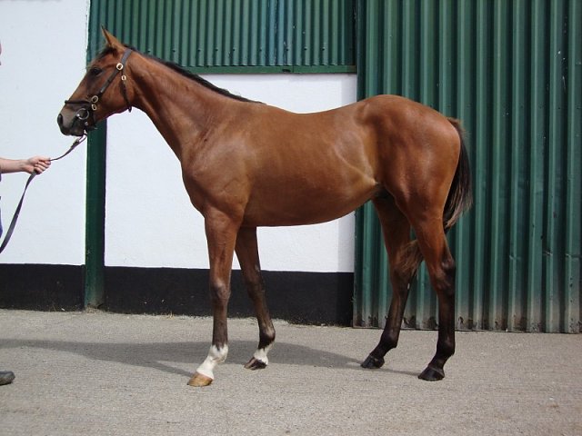 Minotaur wins Listed Race at Craon