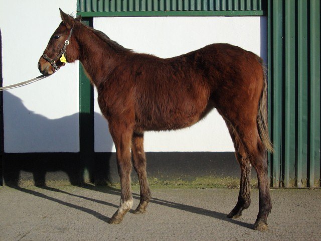 Minotaur wins Listed Race at Craon