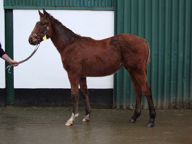 Minotaur wins Listed Race at Craon