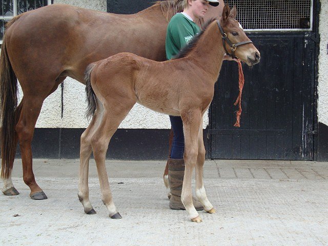 Minotaur wins Listed Race at Craon