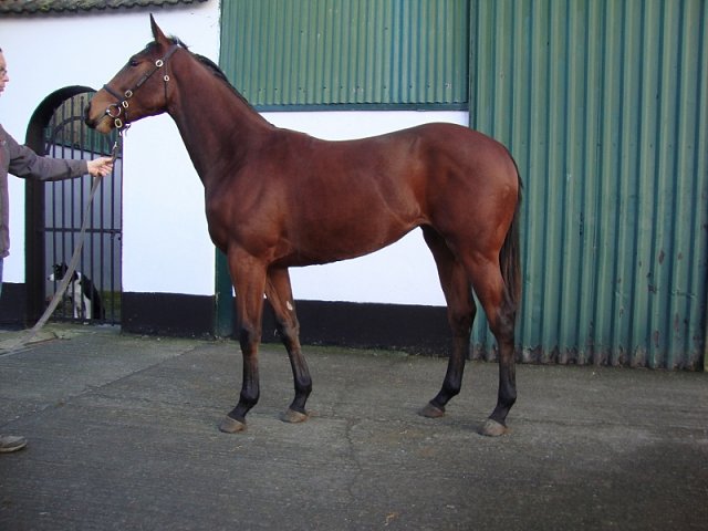 Miss Bluebelle second at Wolverhampton on 25th November 2023