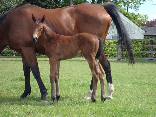 Miss Bluebelle second at Wolverhampton on 9th January 2023