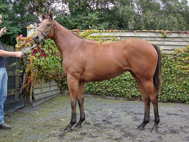 Miss Buckshot wins Warwick Maiden