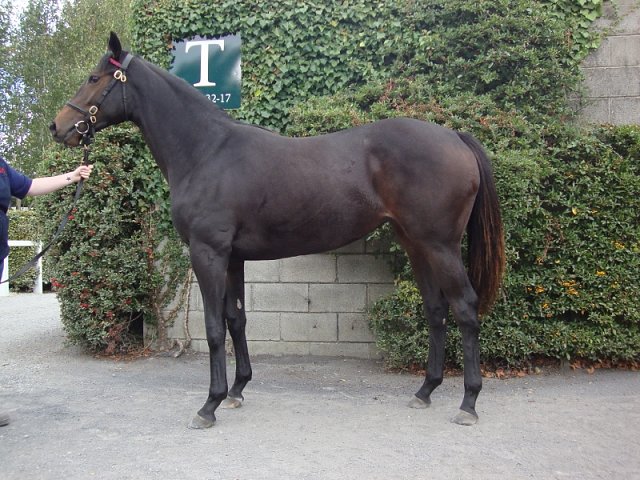 Miss Katie Mae second in Listed Race