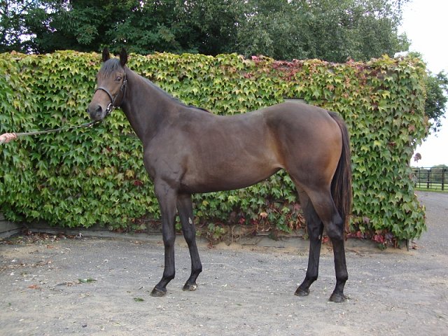 Miss Katie Mae second in Listed Race