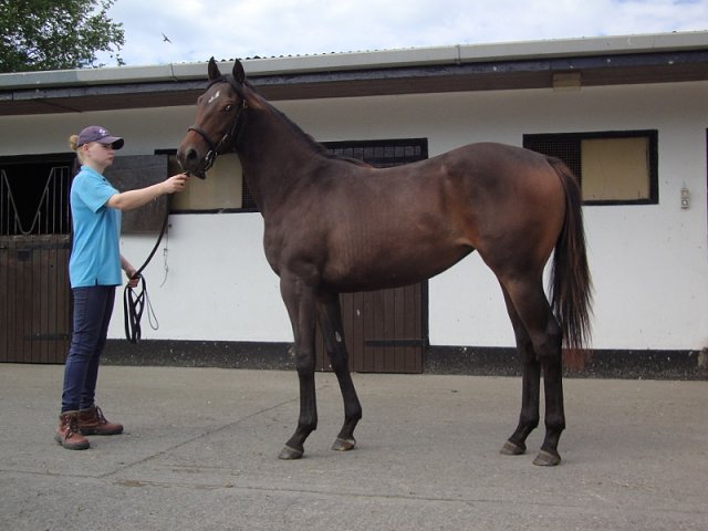 Miss Kate Mae second in Unzip Me Stakes