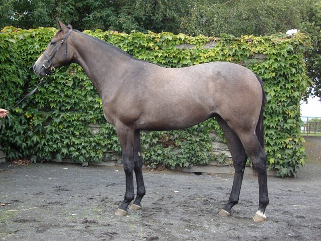 Mistress Viz second at Bath on 16th June 2018