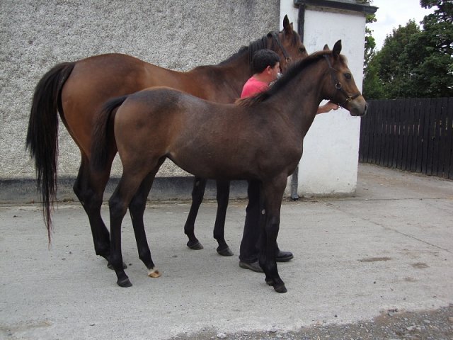 Mistress Viz third at Ayr