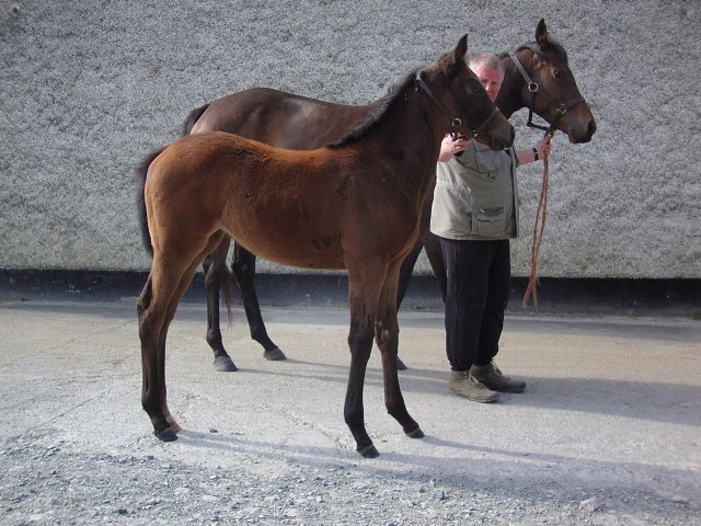 Mistress Viz third at Ayr