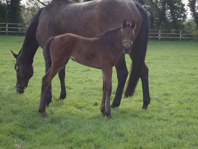 Mistrix second at Salisbury on 12th August 2021