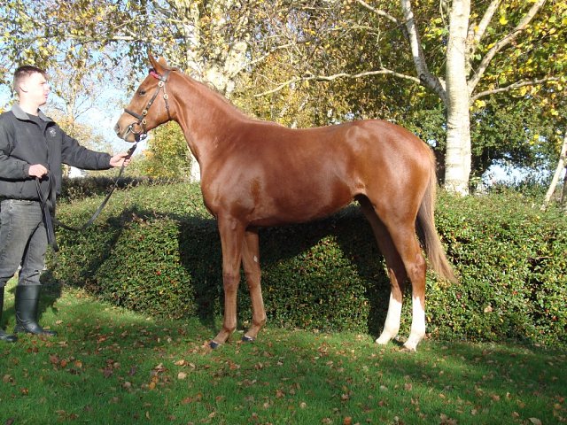 Modern Utopia wins at Nottingham on 16th October 2024