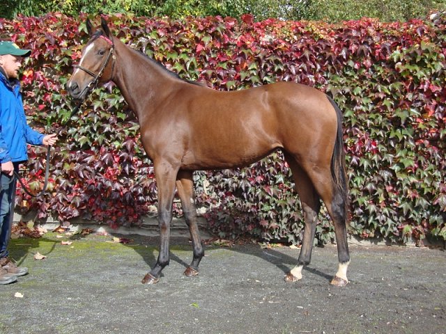 Moll Davis third at Nantes on Saturday 26th October 2019